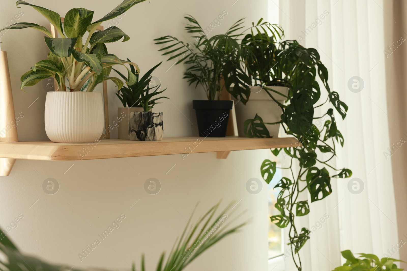 Photo of Beautiful green houseplants on wooden shelf indoors. Interior design