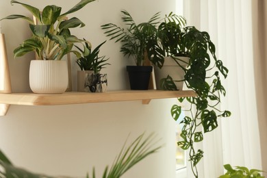Beautiful green houseplants on wooden shelf indoors. Interior design