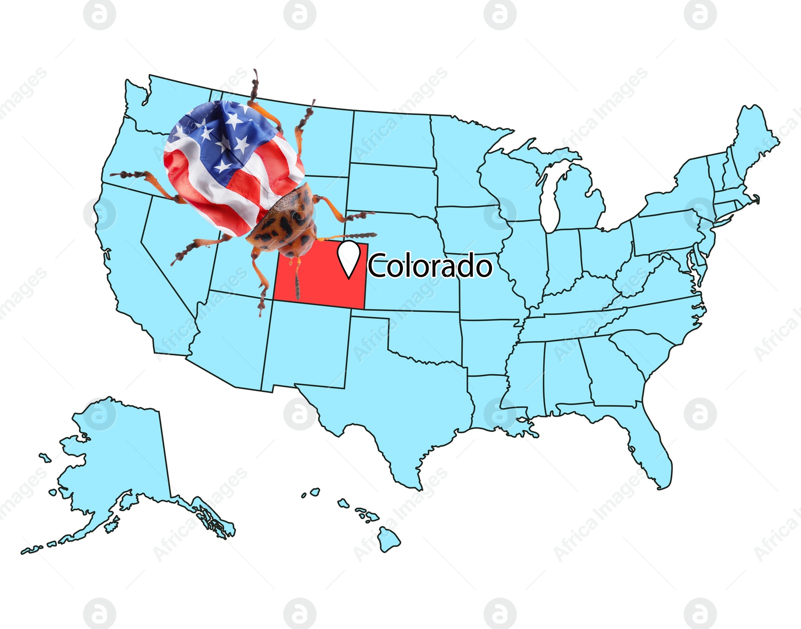 Image of USA map with marked state of Colorado and potato beetle on white background