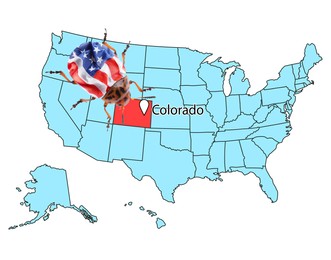USA map with marked state of Colorado and potato beetle on white background