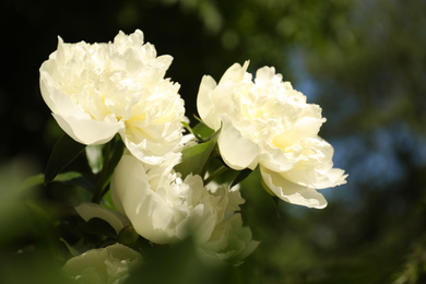 Closeup view of blooming white peony bush outdoors