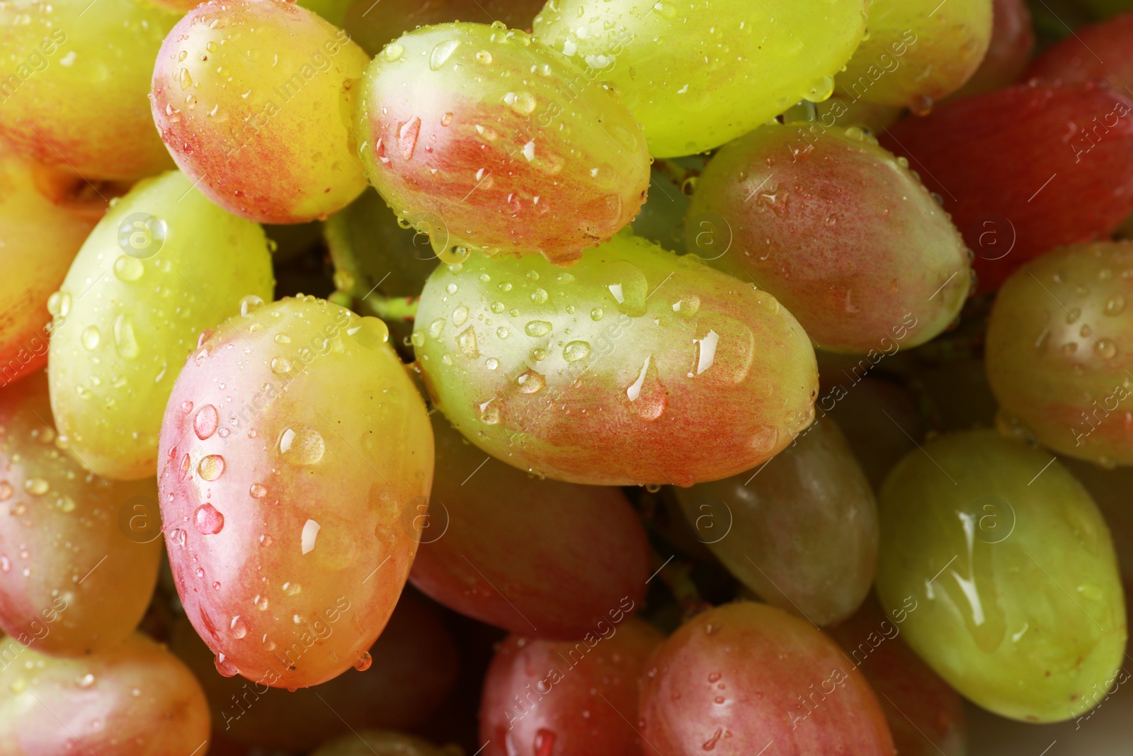 Photo of Fresh ripe juicy grapes with water drops as background, closeup