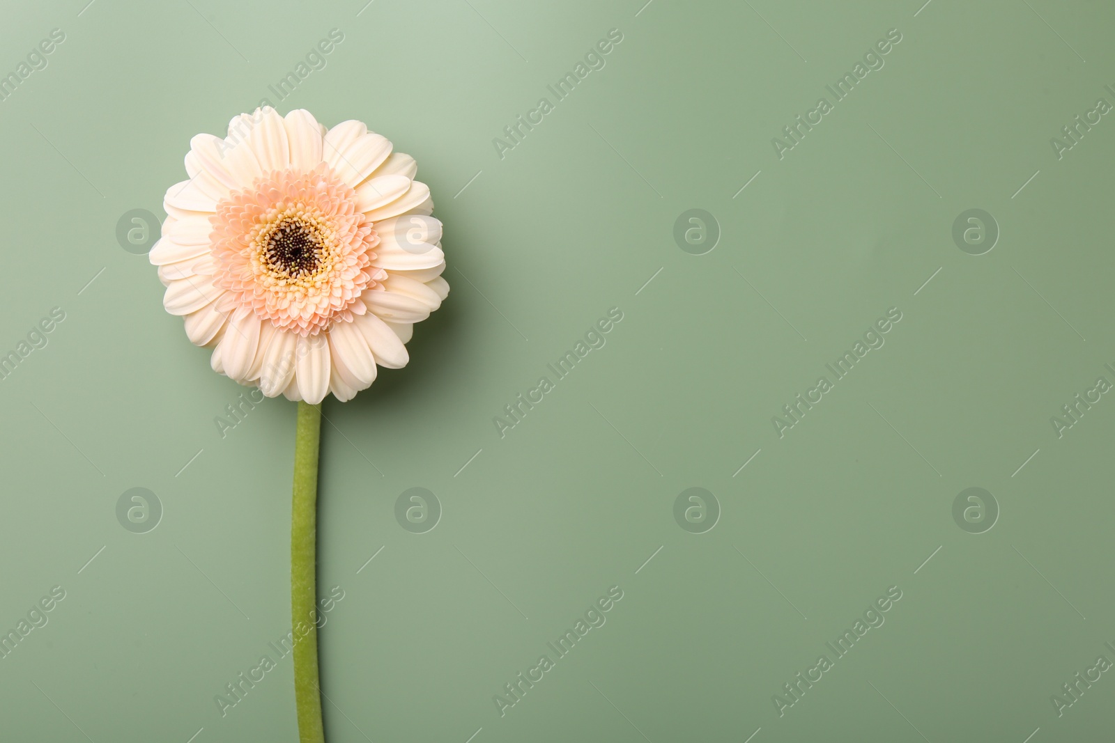 Photo of Beautiful beige gerbera flower on pale green background, top view. Space for text