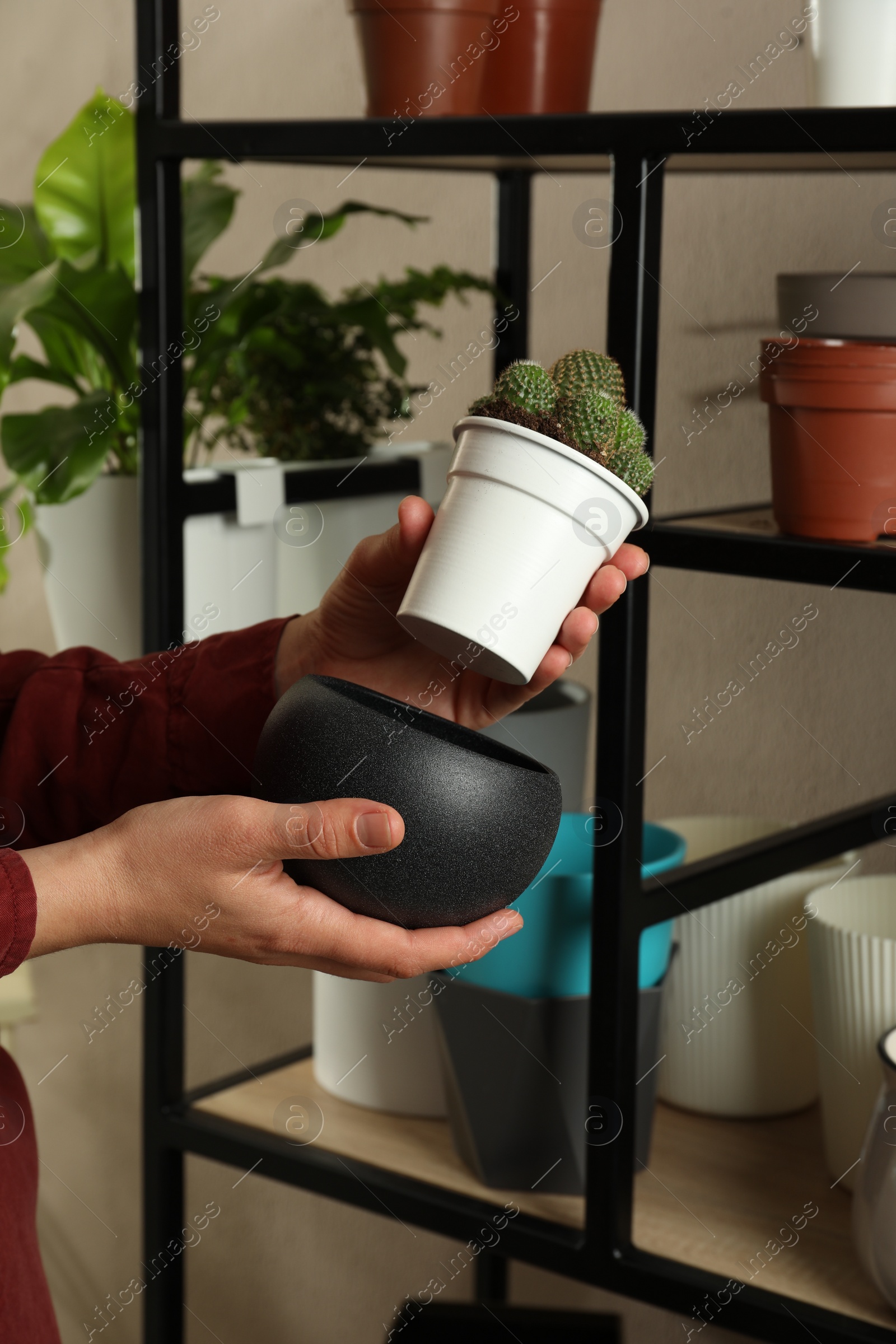 Photo of Woman putting houseplant into new pot indoors, closeup