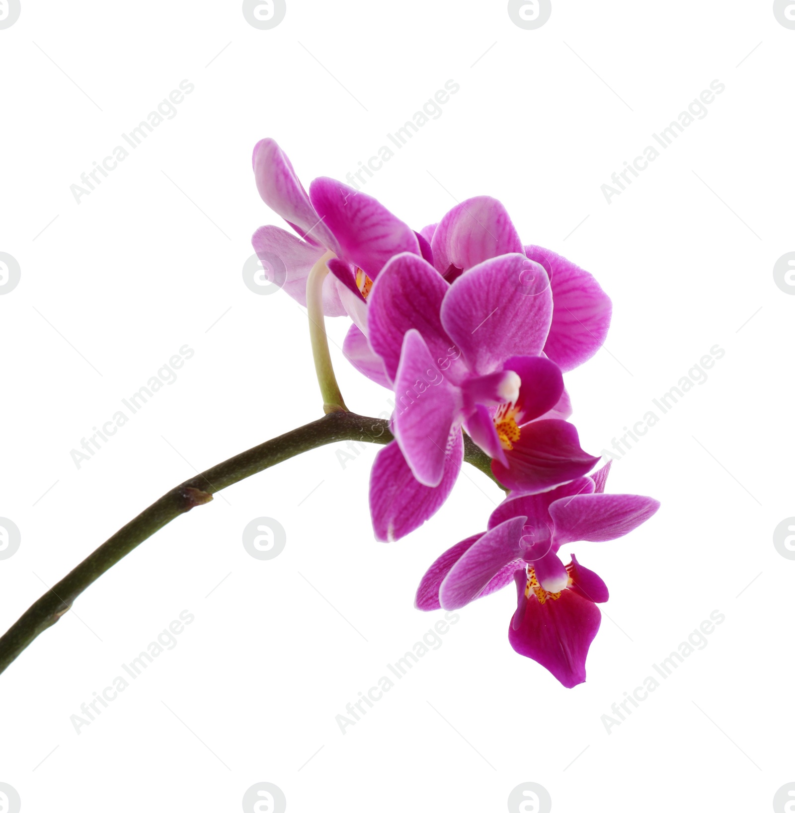 Photo of Beautiful tropical orchid flower on white background