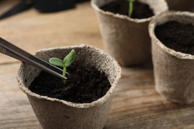 Photo of Planting young seedling into peat pot on wooden table