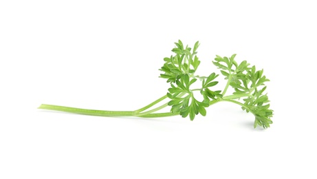 Fresh green organic parsley on white background