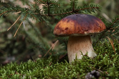 Photo of Beautiful porcini mushroom growing in forest near spruce tree, closeup. Space for text