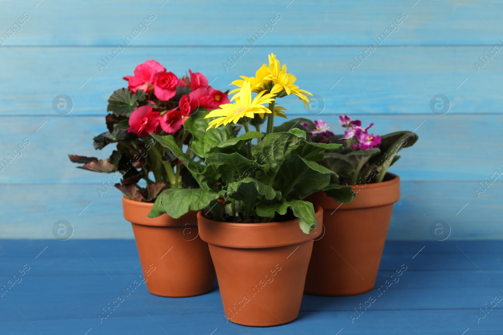 Photo of Different beautiful blooming plants in flower pots on blue wooden table