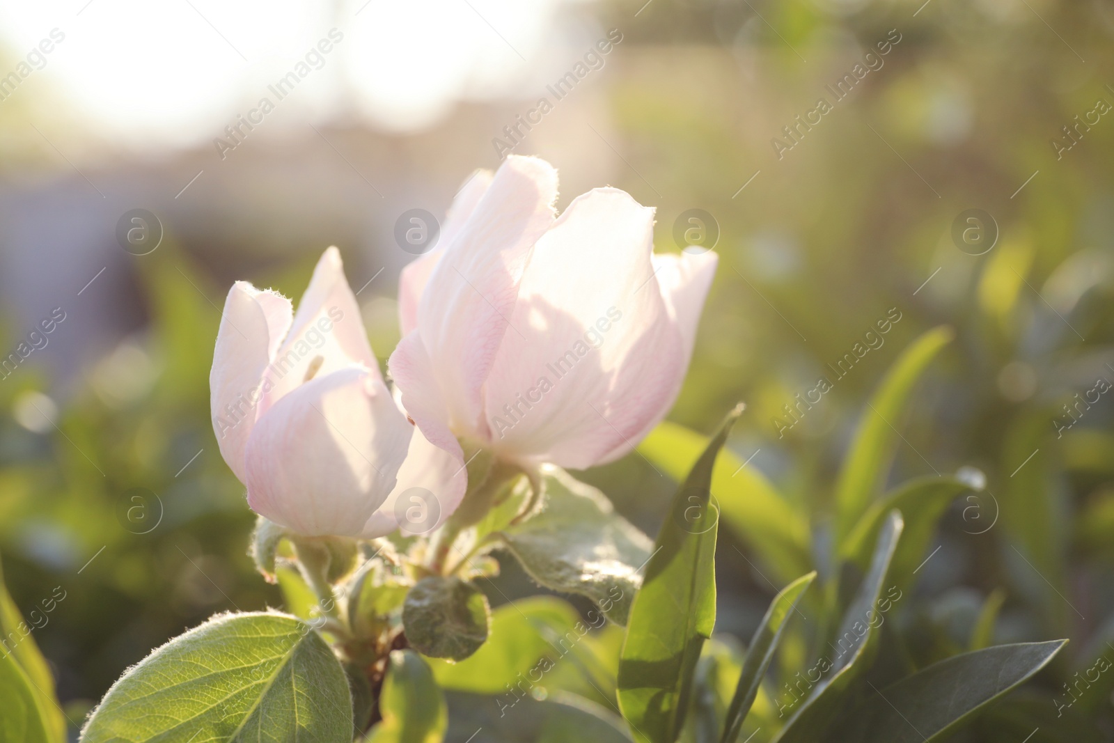 Photo of Closeup view of beautiful blossoming quince tree outdoors on spring day