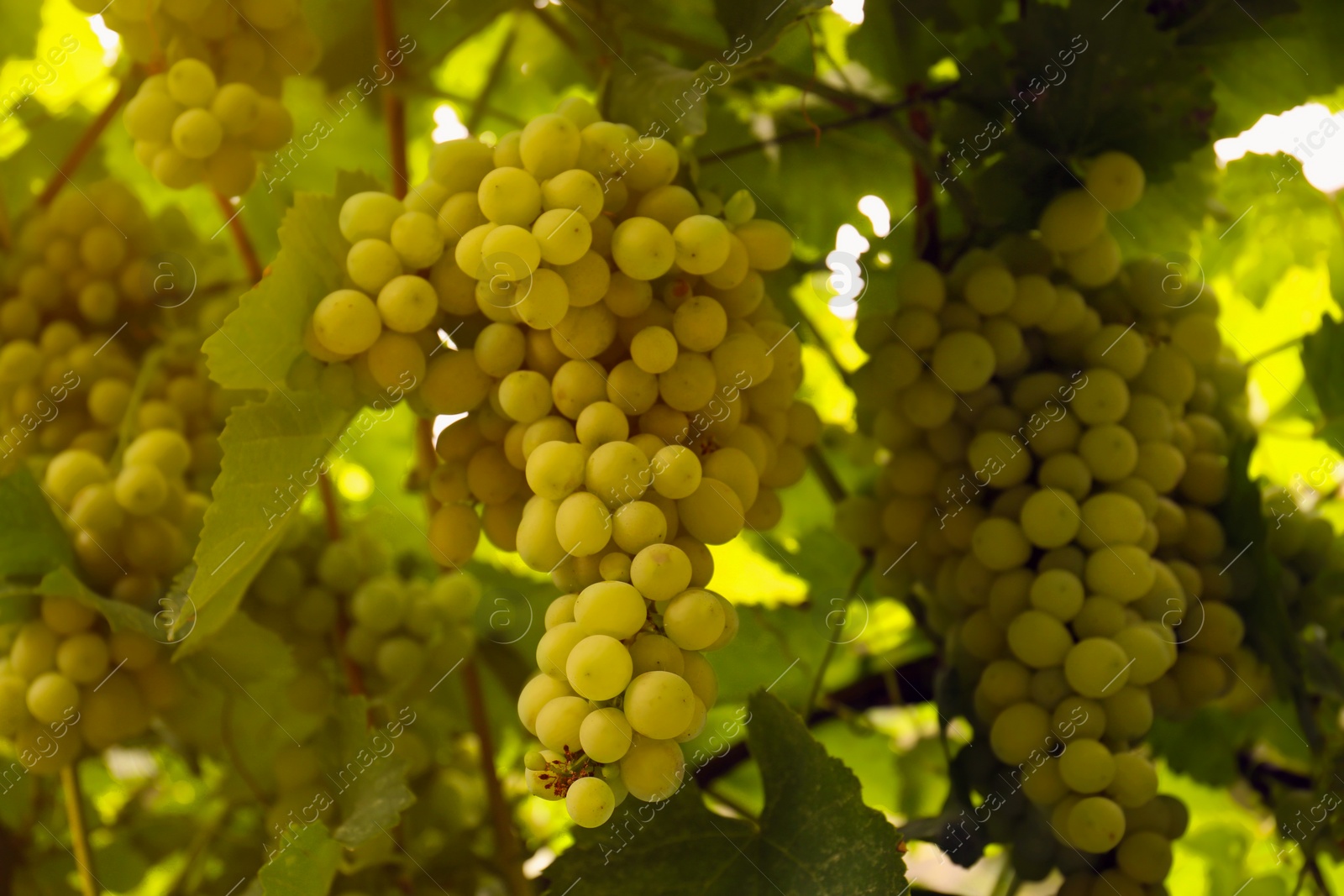 Photo of Ripe juicy grapes on branch growing in vineyard