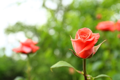 Photo of Beautiful blooming rose in green garden on summer day. Space for text