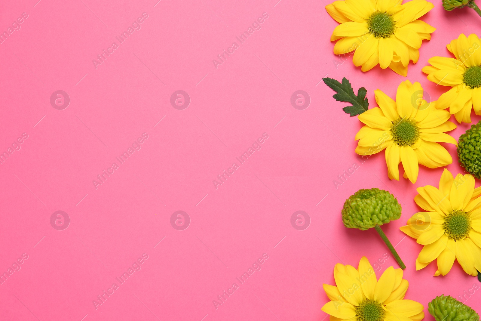 Photo of Beautiful chrysanthemums on pink background, flat lay. Space for text