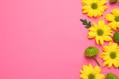Beautiful chrysanthemums on pink background, flat lay. Space for text