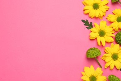 Photo of Beautiful chrysanthemums on pink background, flat lay. Space for text