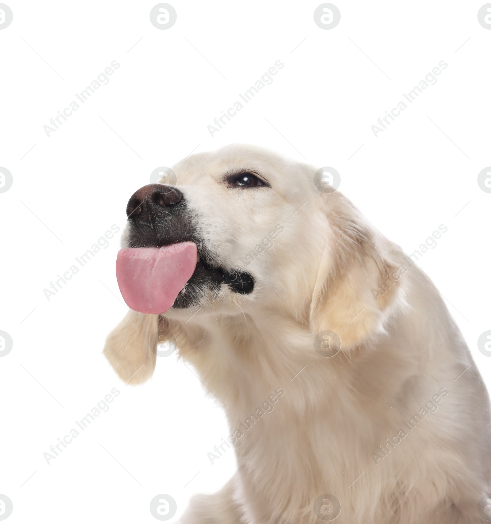 Photo of Cute Labrador Retriever showing tongue on white background