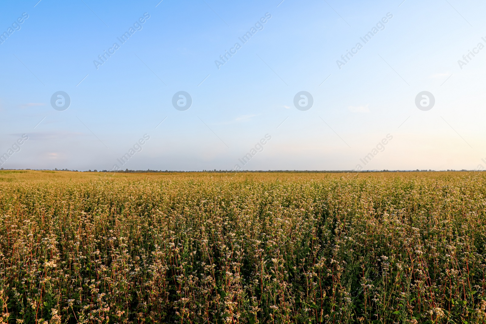 Photo of Beautiful view of buckwheat field under blue sky