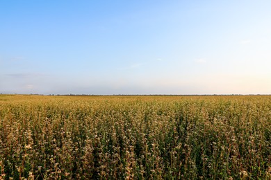 Beautiful view of buckwheat field under blue sky