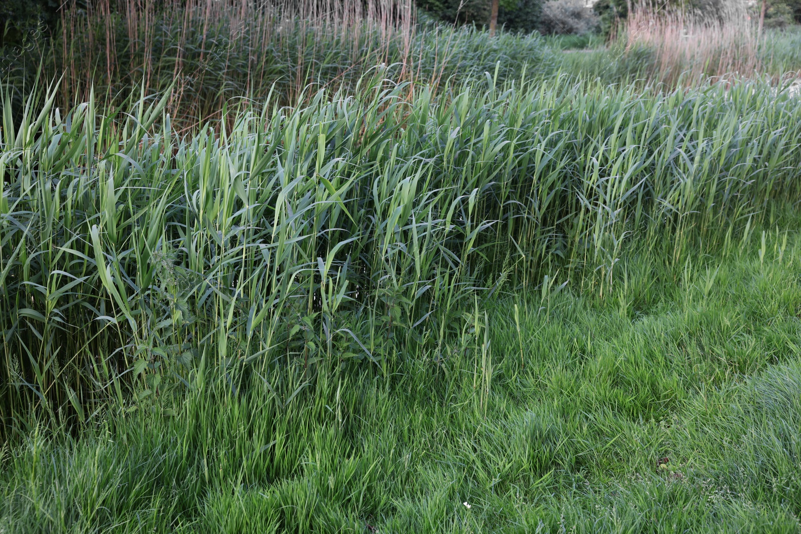 Photo of Beautiful view of green reed plants growing outdoors