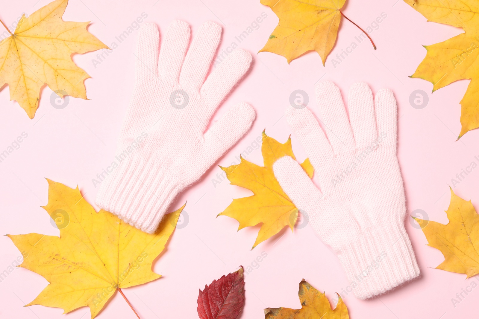 Photo of Stylish woolen gloves and dry leaves on pink background, flat lay