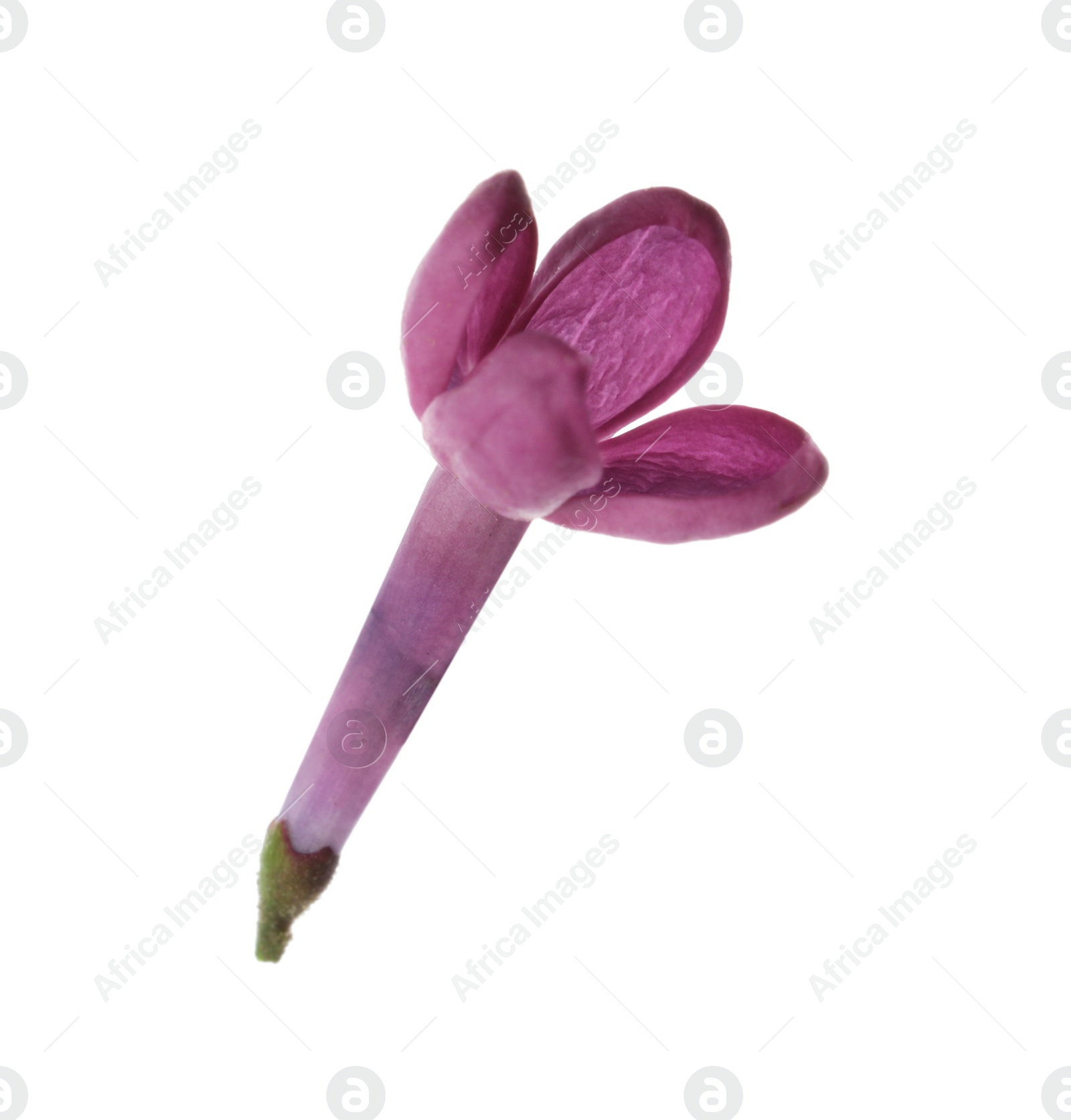 Photo of Beautiful purple lilac blossom isolated on white