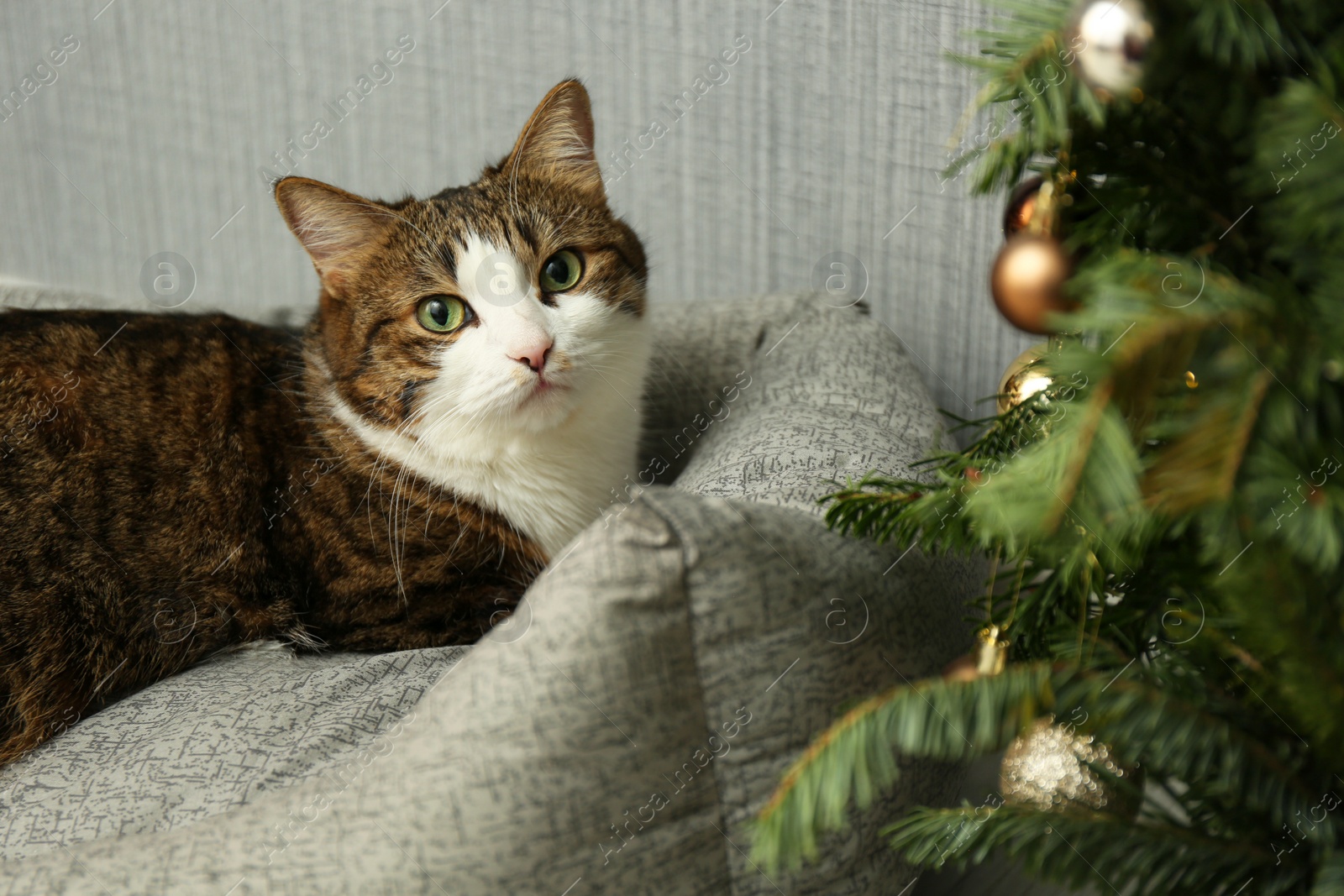 Photo of Cute cat on pet bed near Christmas tree at home