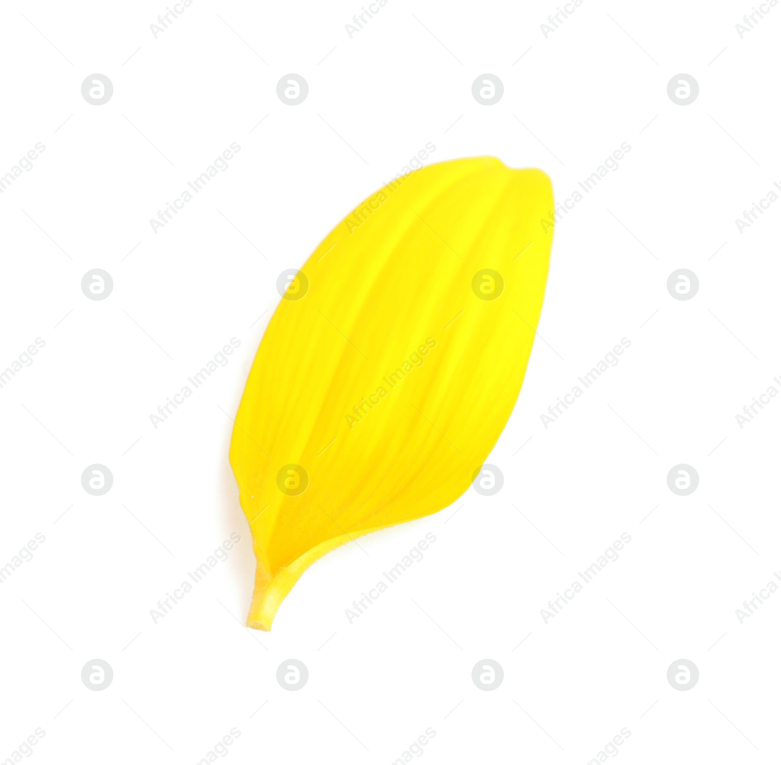 Photo of Fresh yellow sunflower petal isolated on white