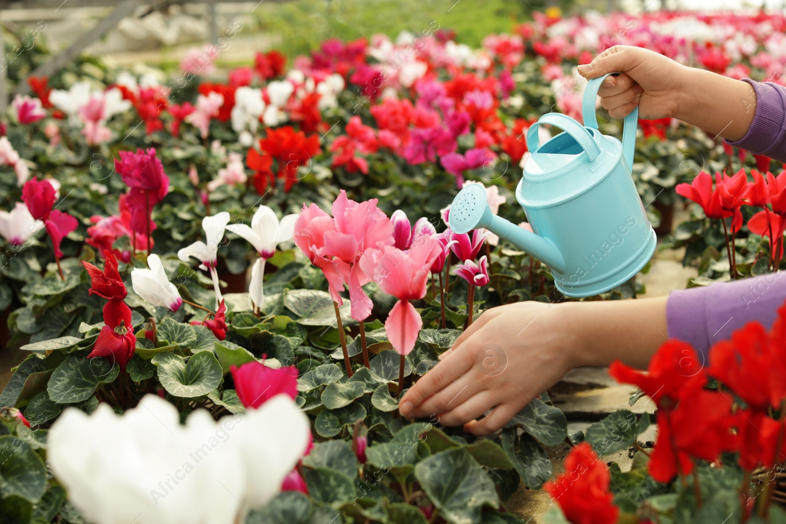 Photo of Woman watering blooming flowers in greenhouse, closeup. Home gardening