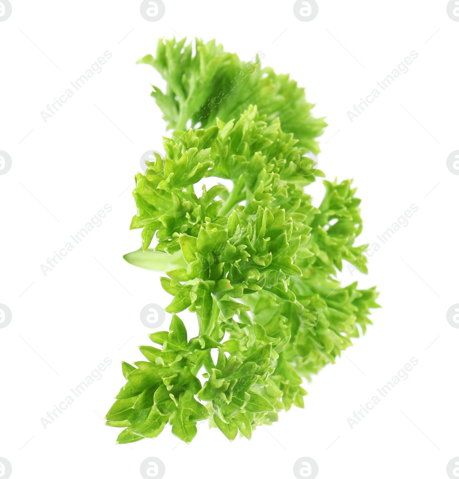 Photo of Fresh green organic parsley on white background