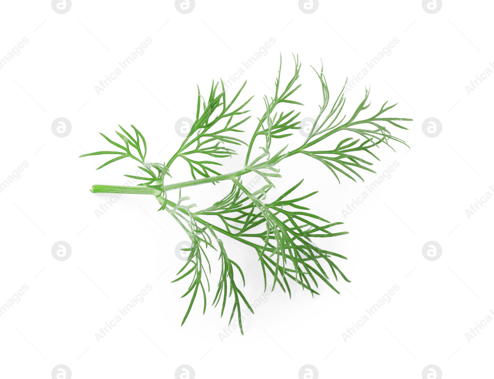 Photo of Sprig of fresh dill isolated on white