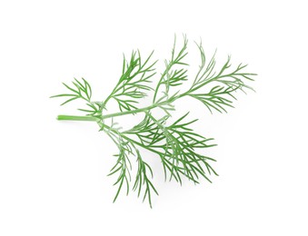 Sprig of fresh dill isolated on white