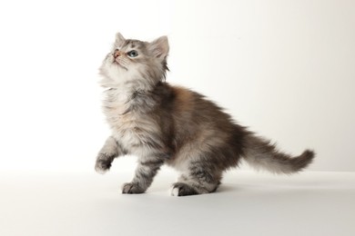 Photo of Beautiful kitten on white background. Cute pet
