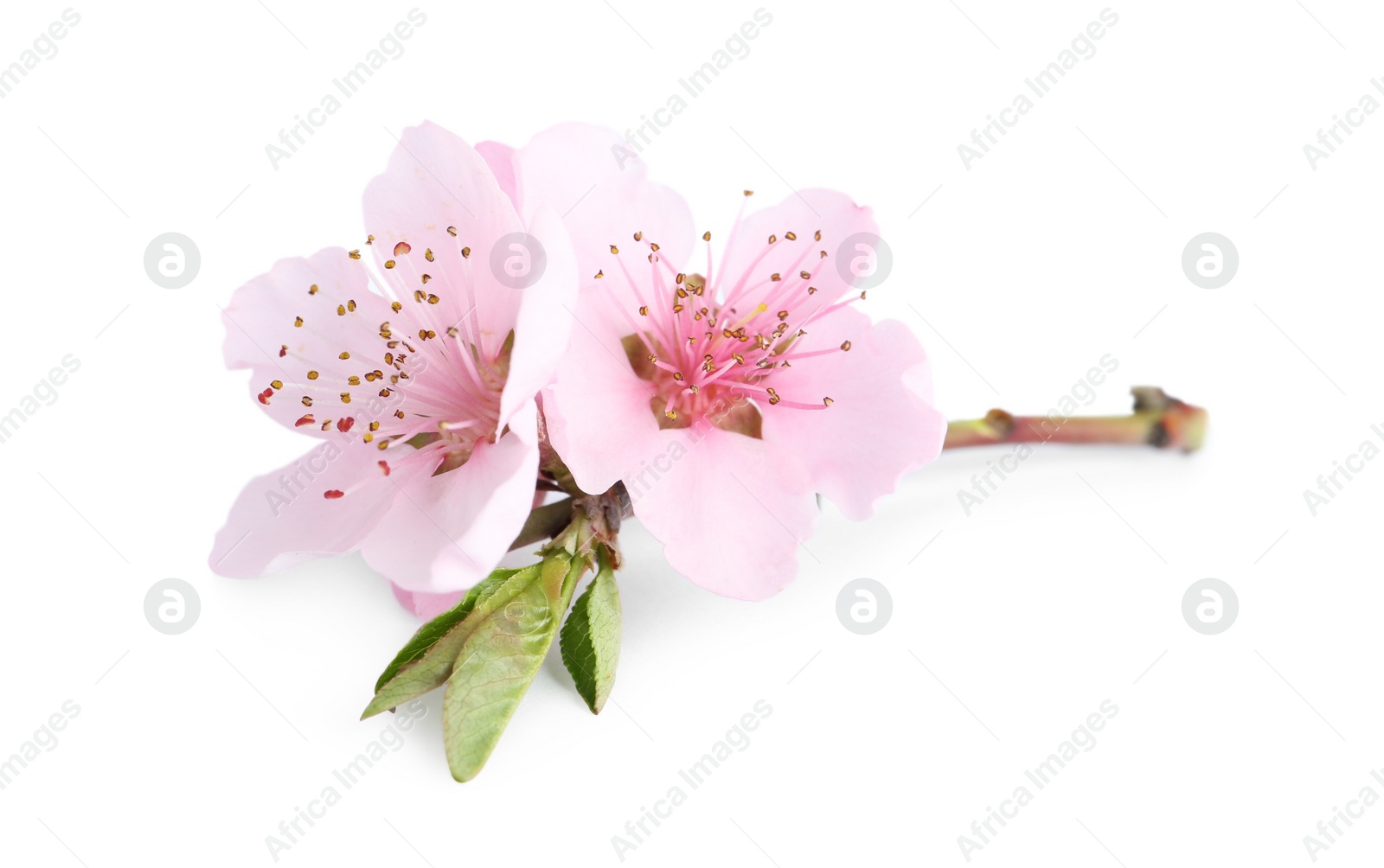 Photo of Beautiful tree blossom isolated on white. Spring season