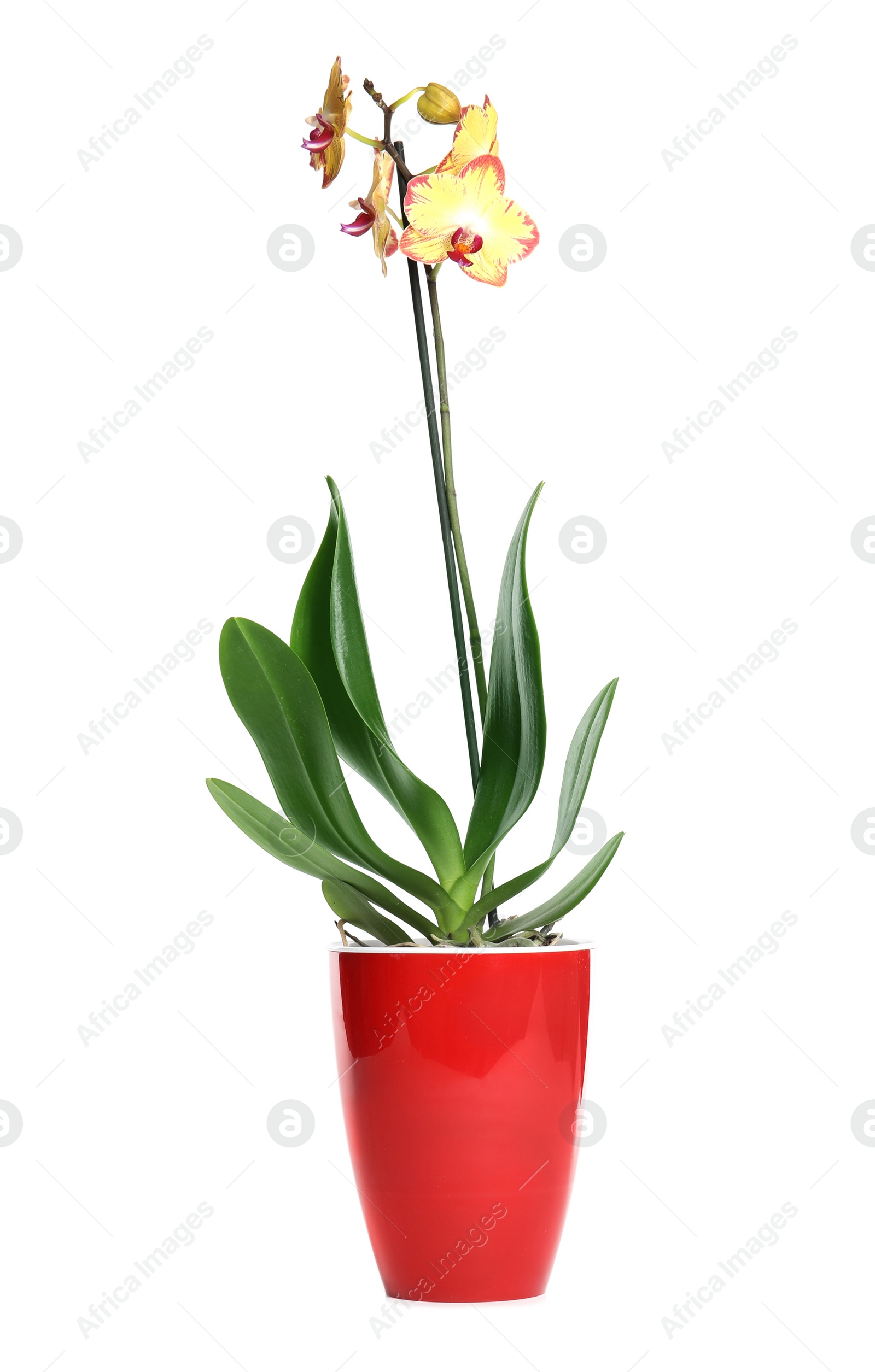 Photo of Beautiful tropical orchid flower in pot on white background