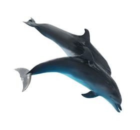  Beautiful grey bottlenose dolphins on white background