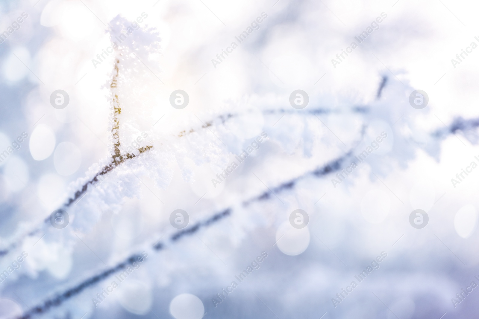 Image of Tree branch covered with snow, closeup. Bokeh effect 