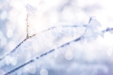 Image of Tree branch covered with snow, closeup. Bokeh effect 