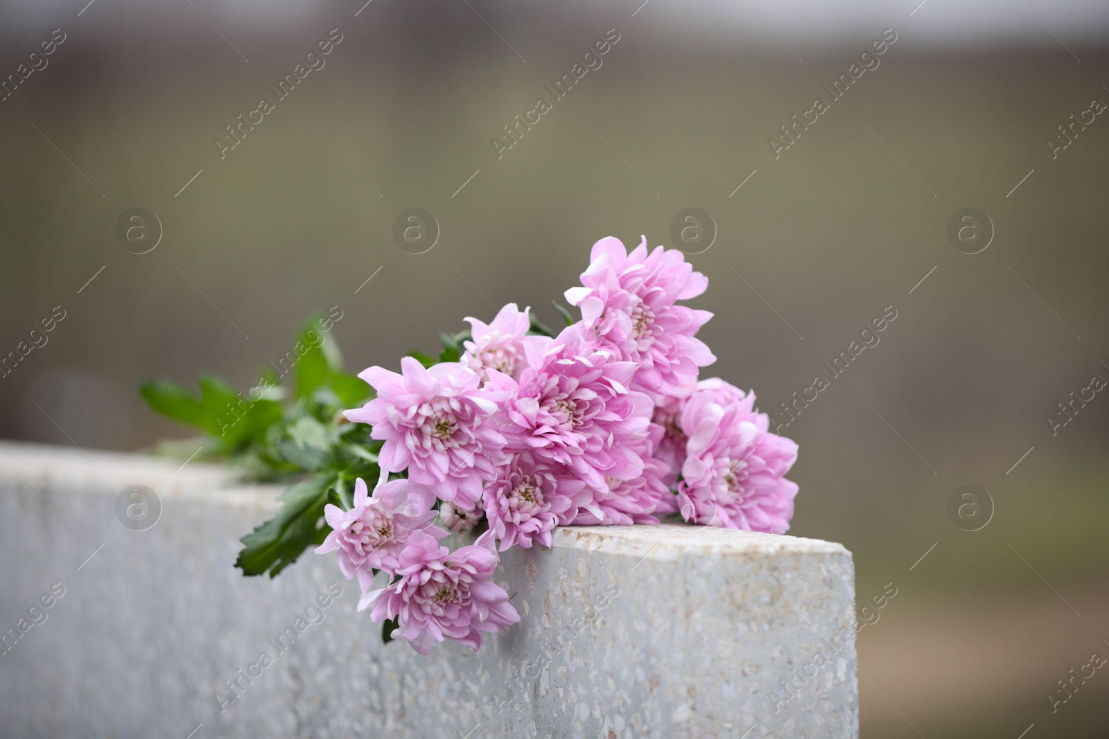 Photo of Chrysanthemum flowers on light grey granite tombstone outdoors. Funeral ceremony