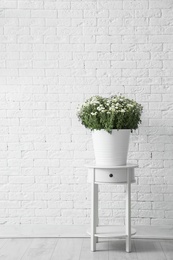 Pot with beautiful chrysanthemum flowers on table against white brick wall. Space for text