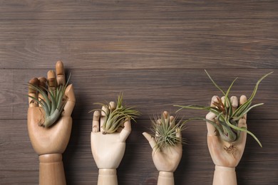 Photo of Beautiful tillandsia plants and mannequin hands on wooden table, flat lay with space for text. House decor