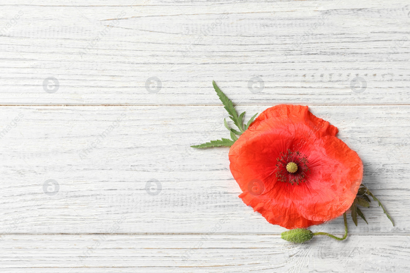 Photo of Poppy flower and leaves on white wooden table, top view with space for text