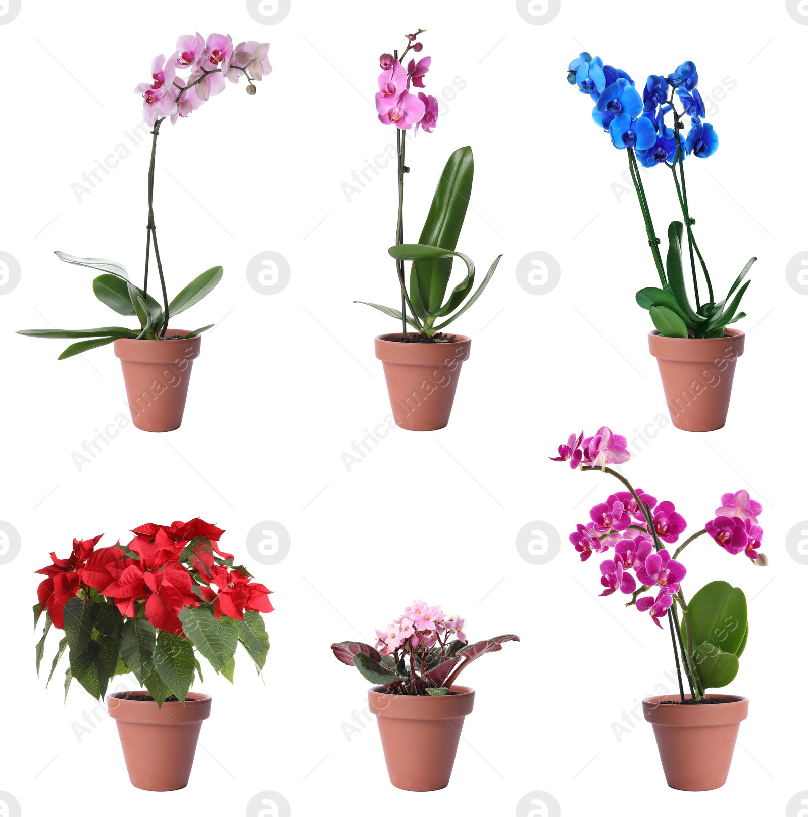 Image of Set of blooming plants in flower pots on white background