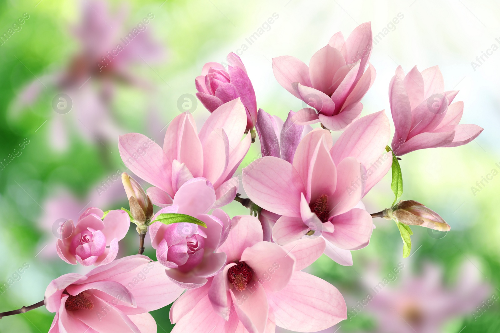 Image of Beautiful pink magnolia flowers outdoors. Amazing spring blossom