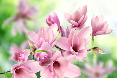Image of Beautiful pink magnolia flowers outdoors. Amazing spring blossom
