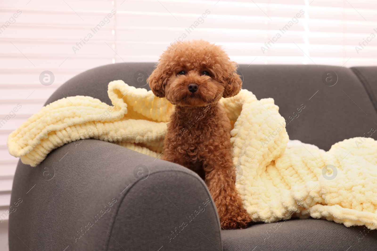 Photo of Cute Maltipoo dog with plaid on sofa indoors. Lovely pet