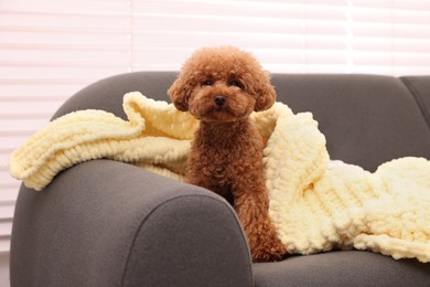 Photo of Cute Maltipoo dog with plaid on sofa indoors. Lovely pet