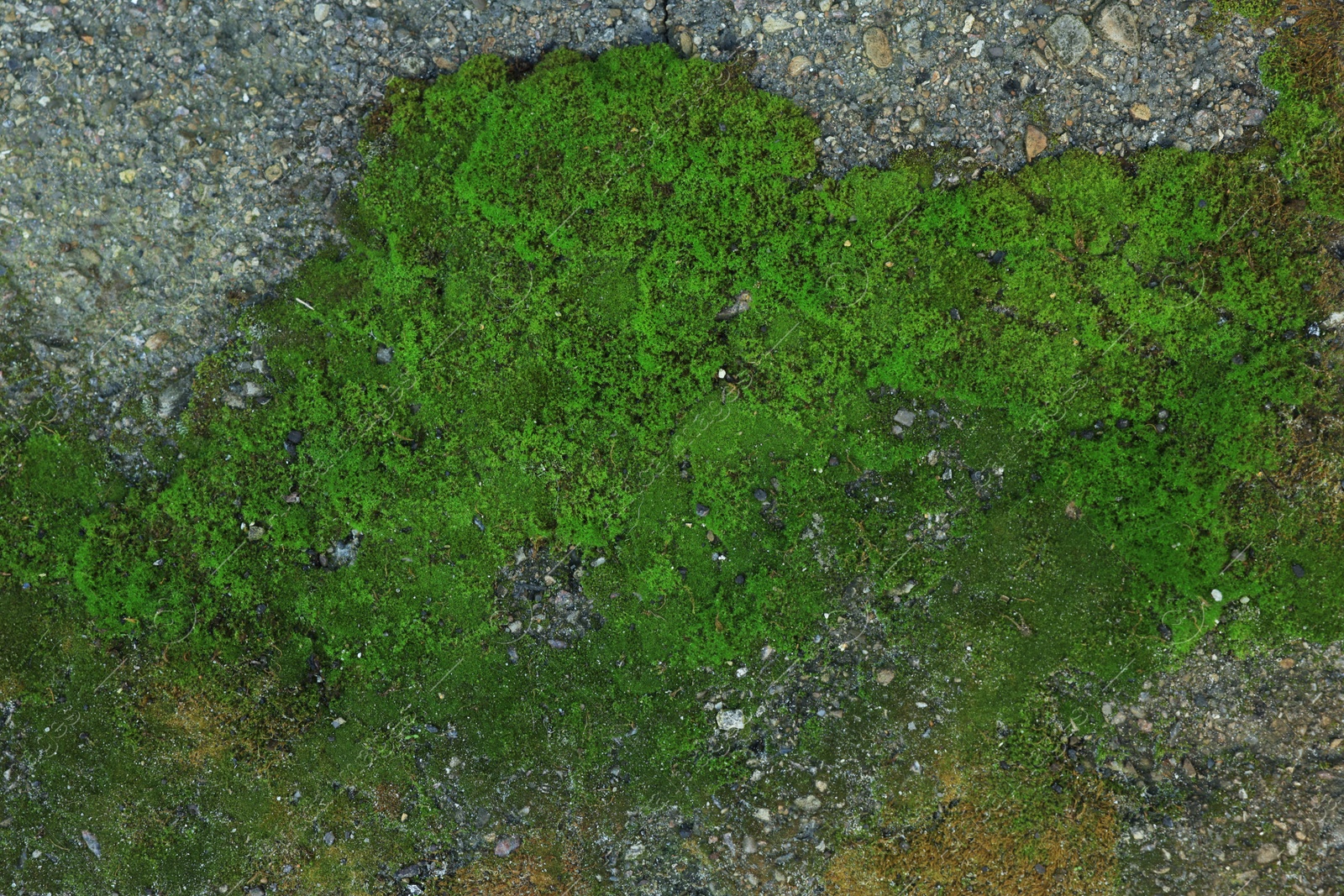 Photo of Textured wall with green moss as background, closeup