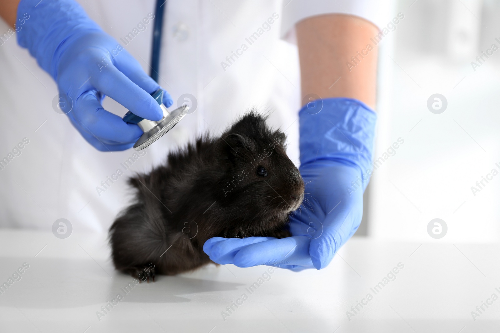 Photo of Female veterinarian examining guinea pig in clinic, closeup