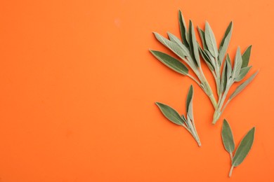 Fresh green sage leaves on orange background, flat lay. Space for text