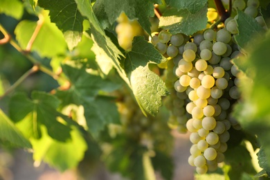 Bunch of ripe juicy grapes on branch in vineyard. Space for text